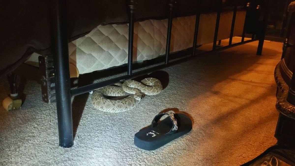 Rattlesnake under bed