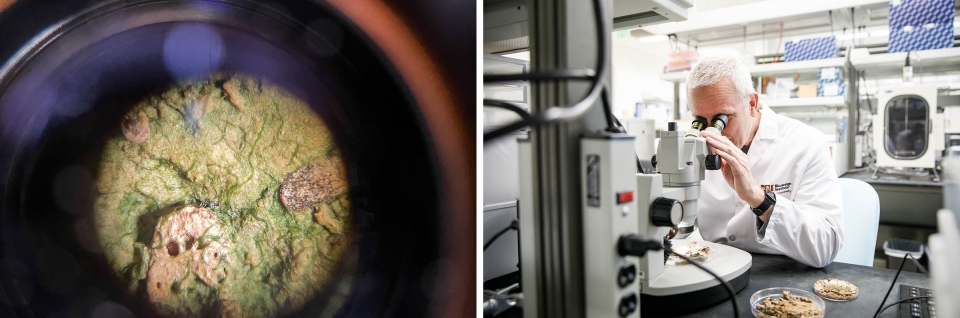  on left, showing fliaments of biocrust through a microscope lens; on right, showing Scott looking through a microscope in the lab