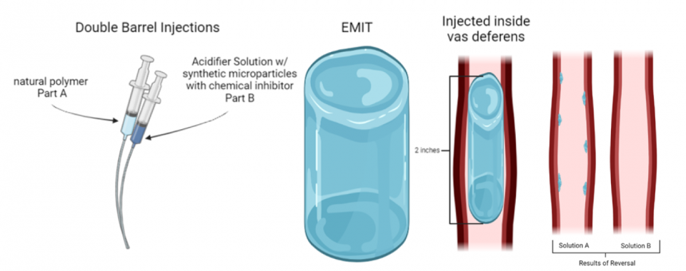 Illustration of the new process of male contraception