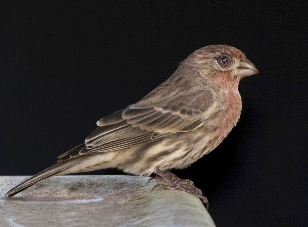 House finch with severe symptoms of conjunctivitis.
