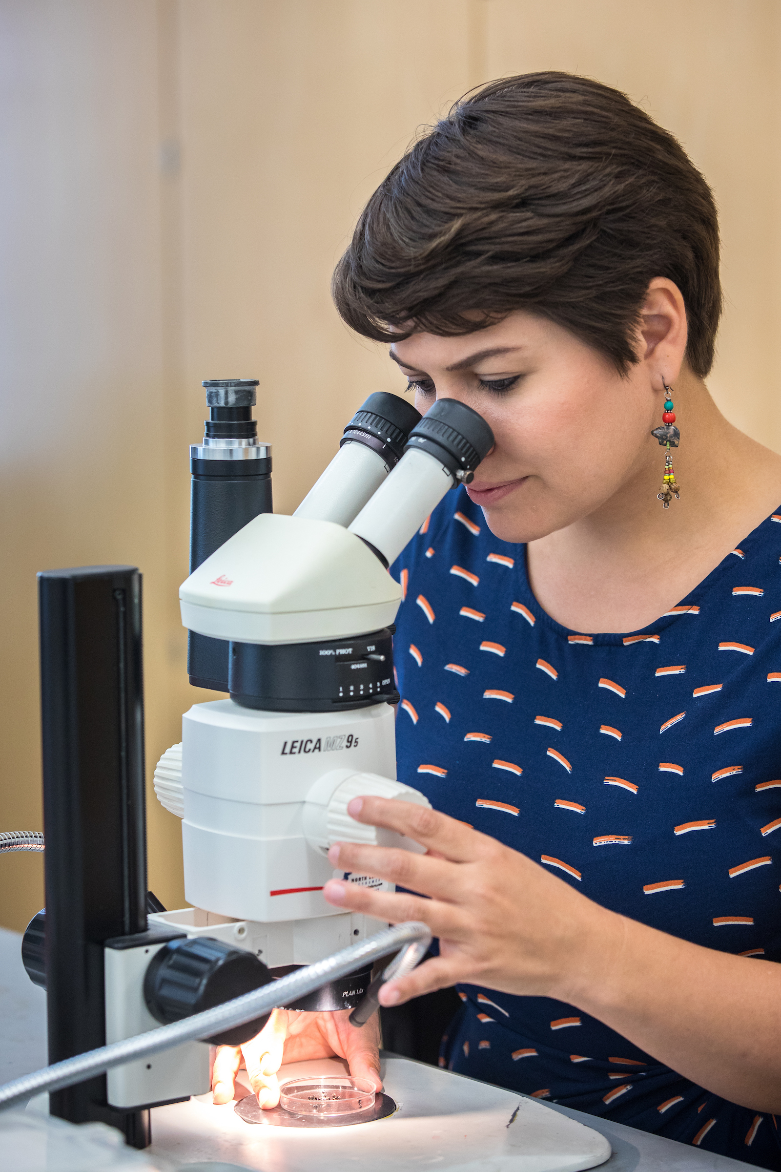 ASU postdoctoral researcher  examines insects through a microscope