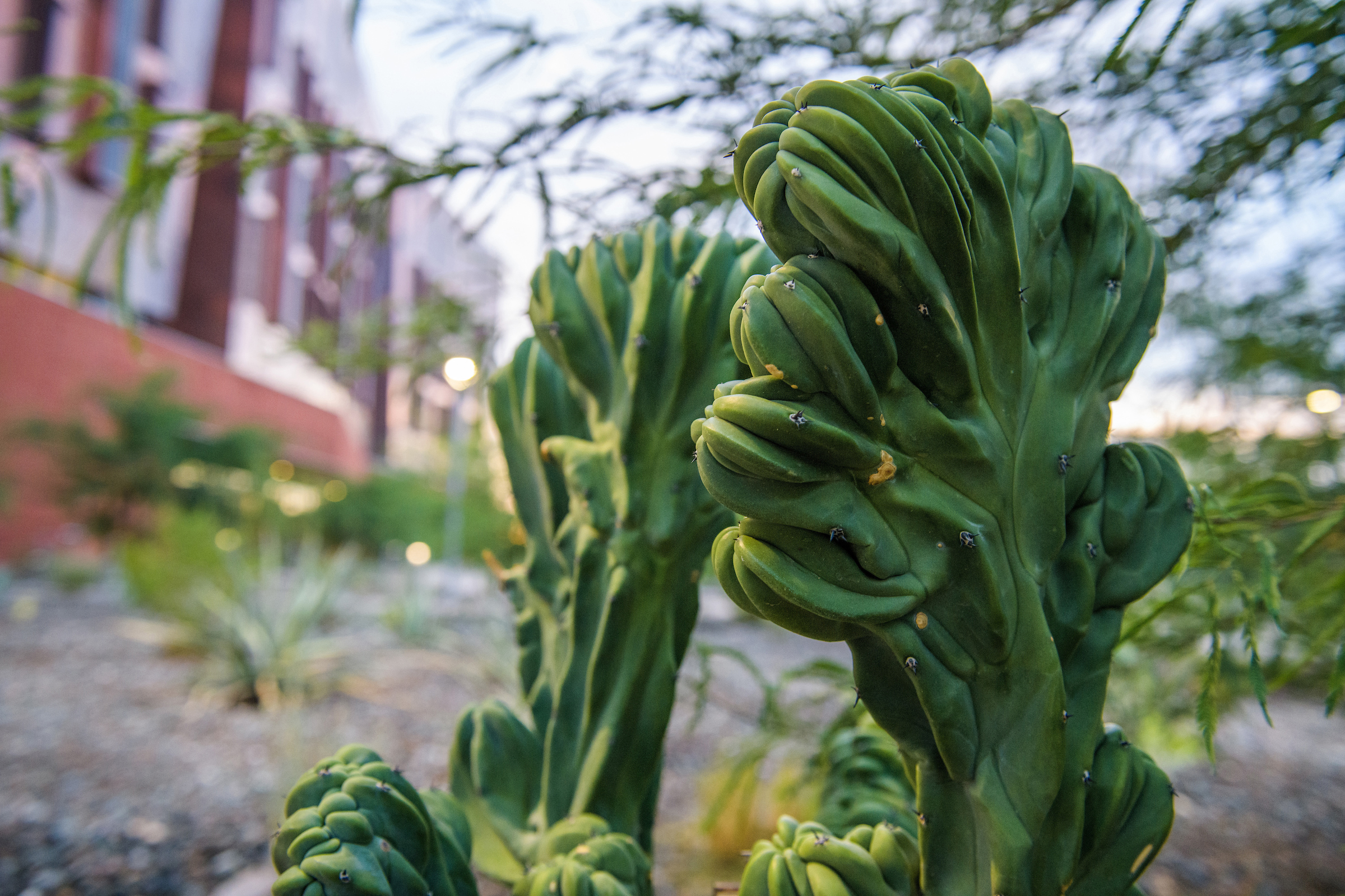 Crested cactus garden