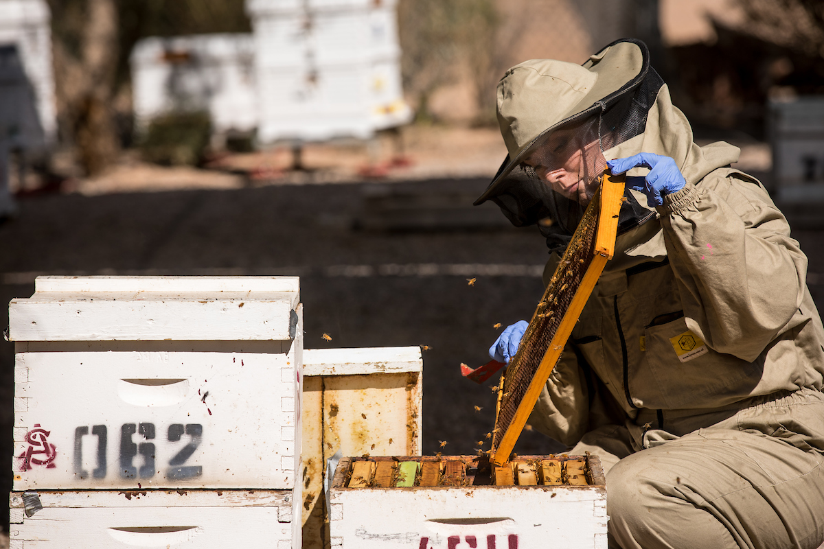 Post-doctoral researcher Chelsea Cook studies honey bees at the SOLS Bee Lab