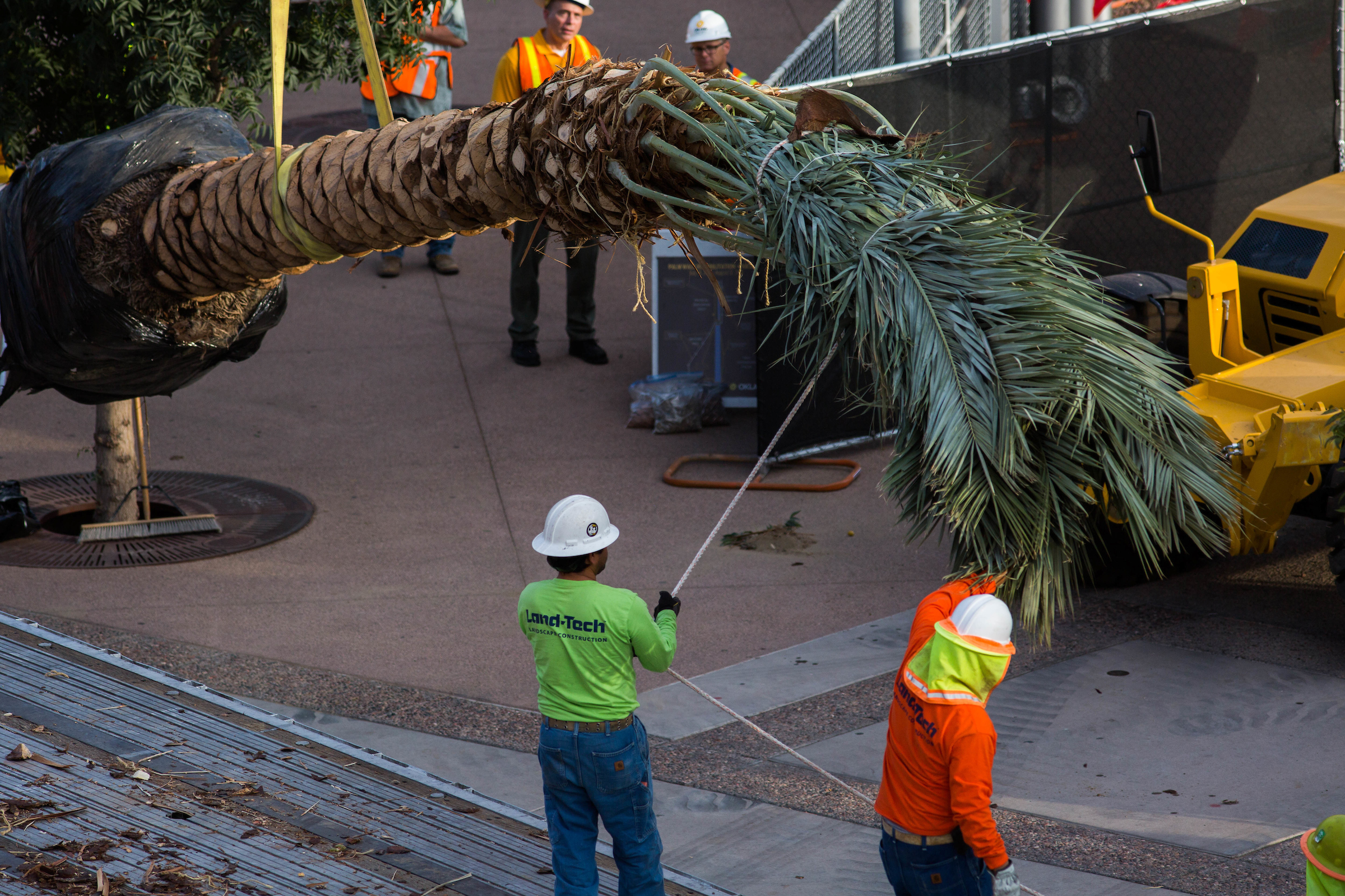 New palm trees are installed on Palm Walk