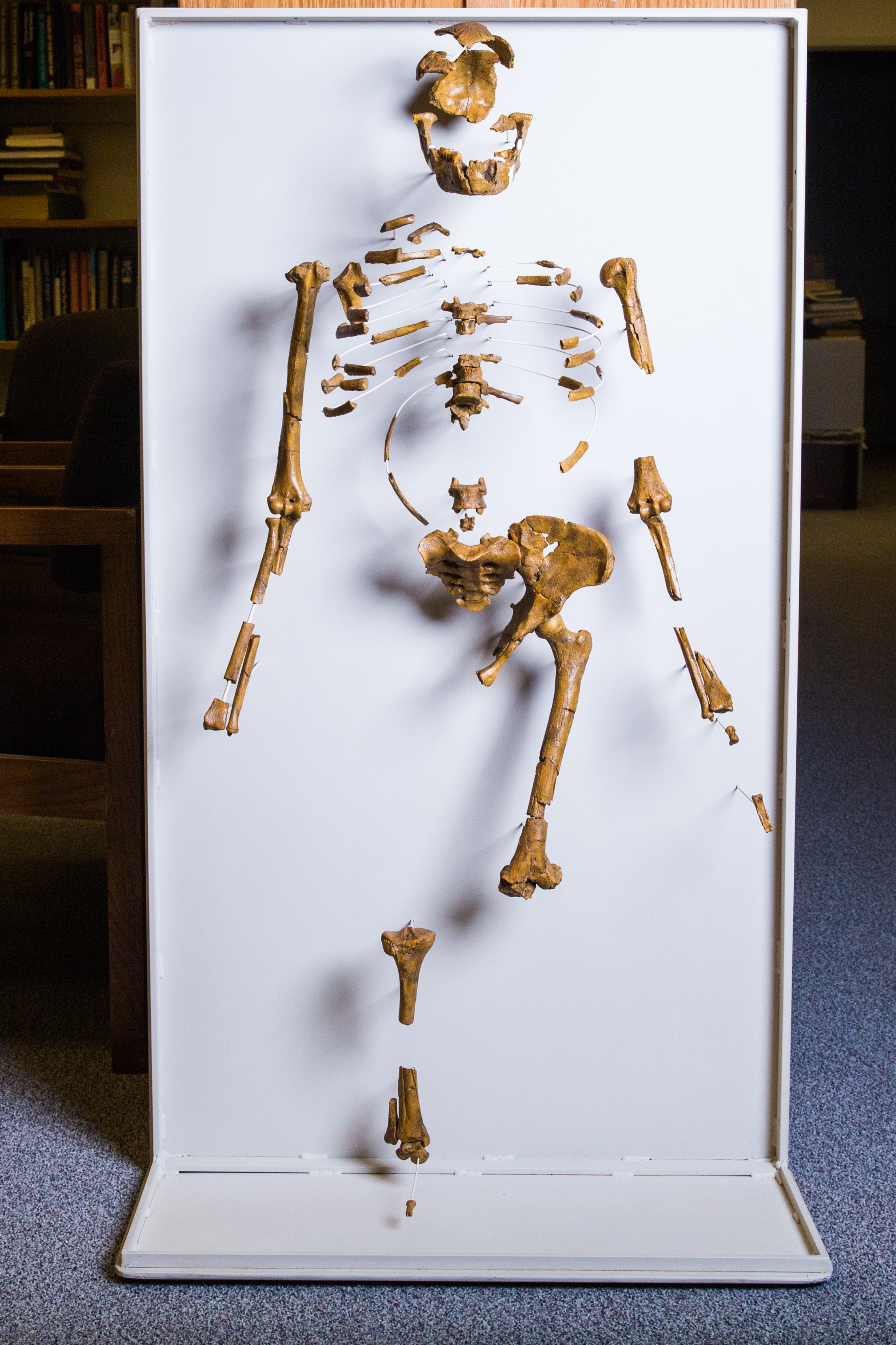 A cast of the Lucy skeleton on the ASU campus