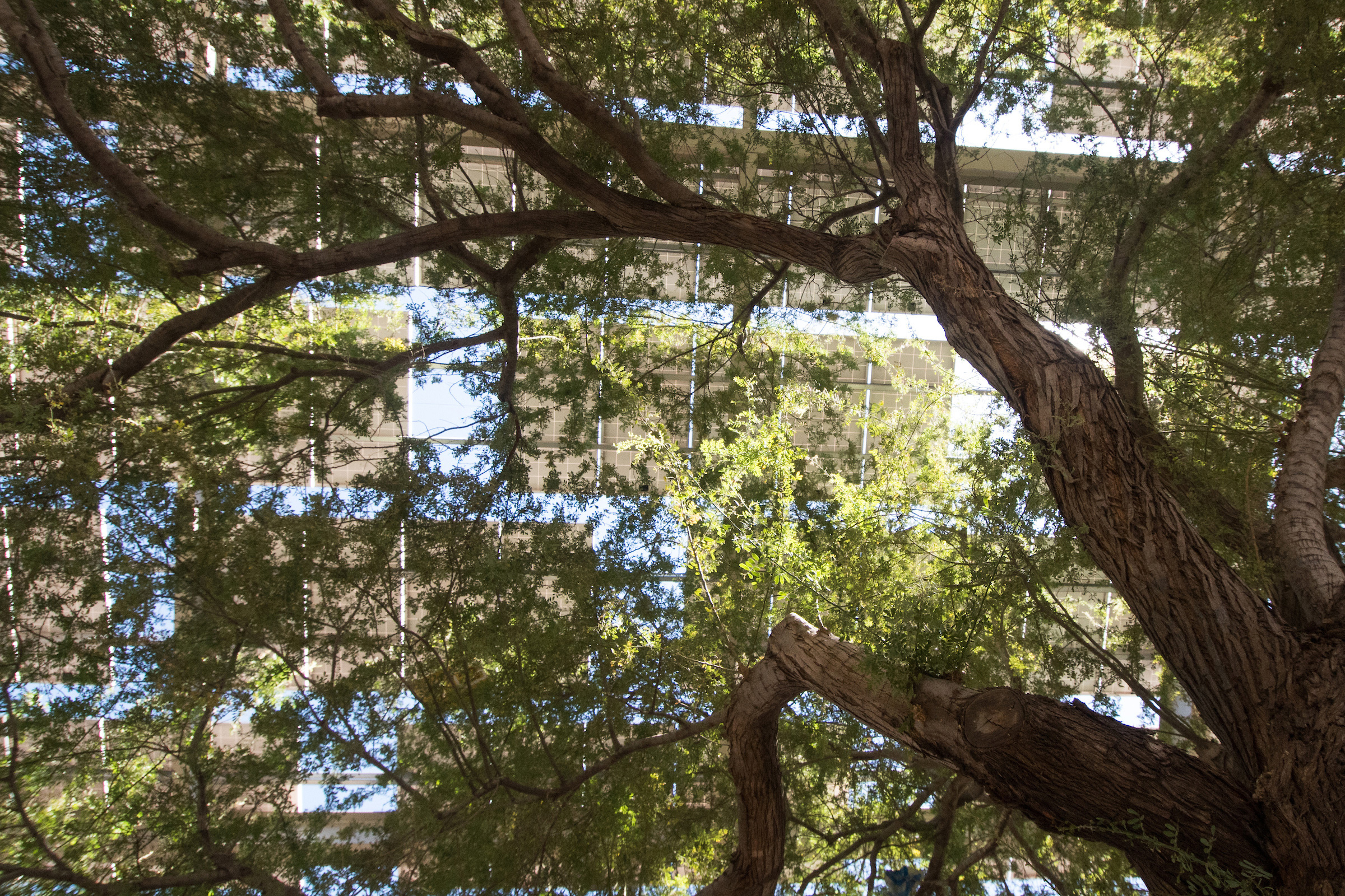 Solar structures as seen through tree branches