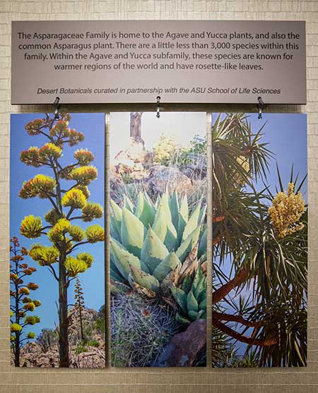 A wall display shows large photos of various desert flora