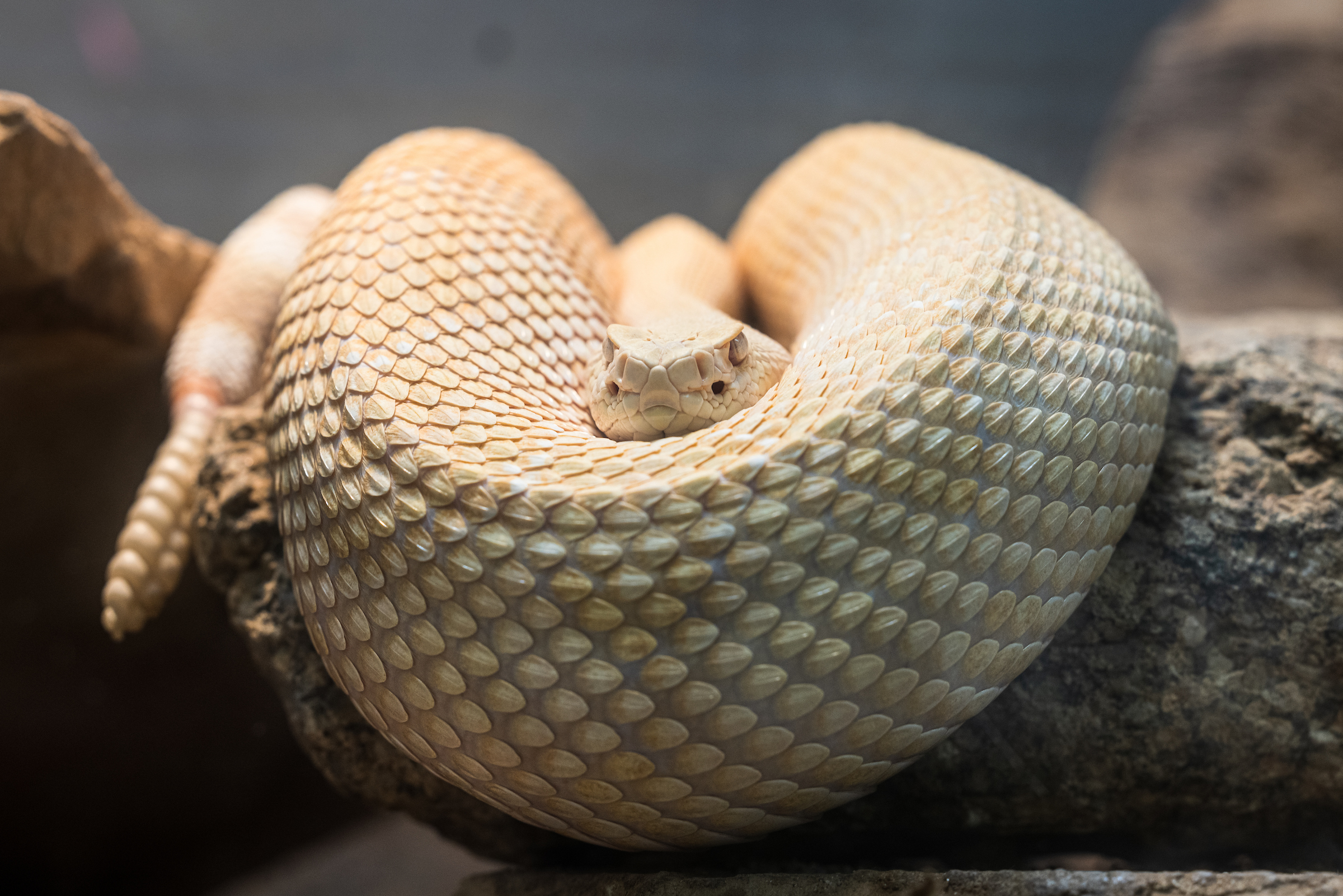 Joey albino rattlesnake ASU