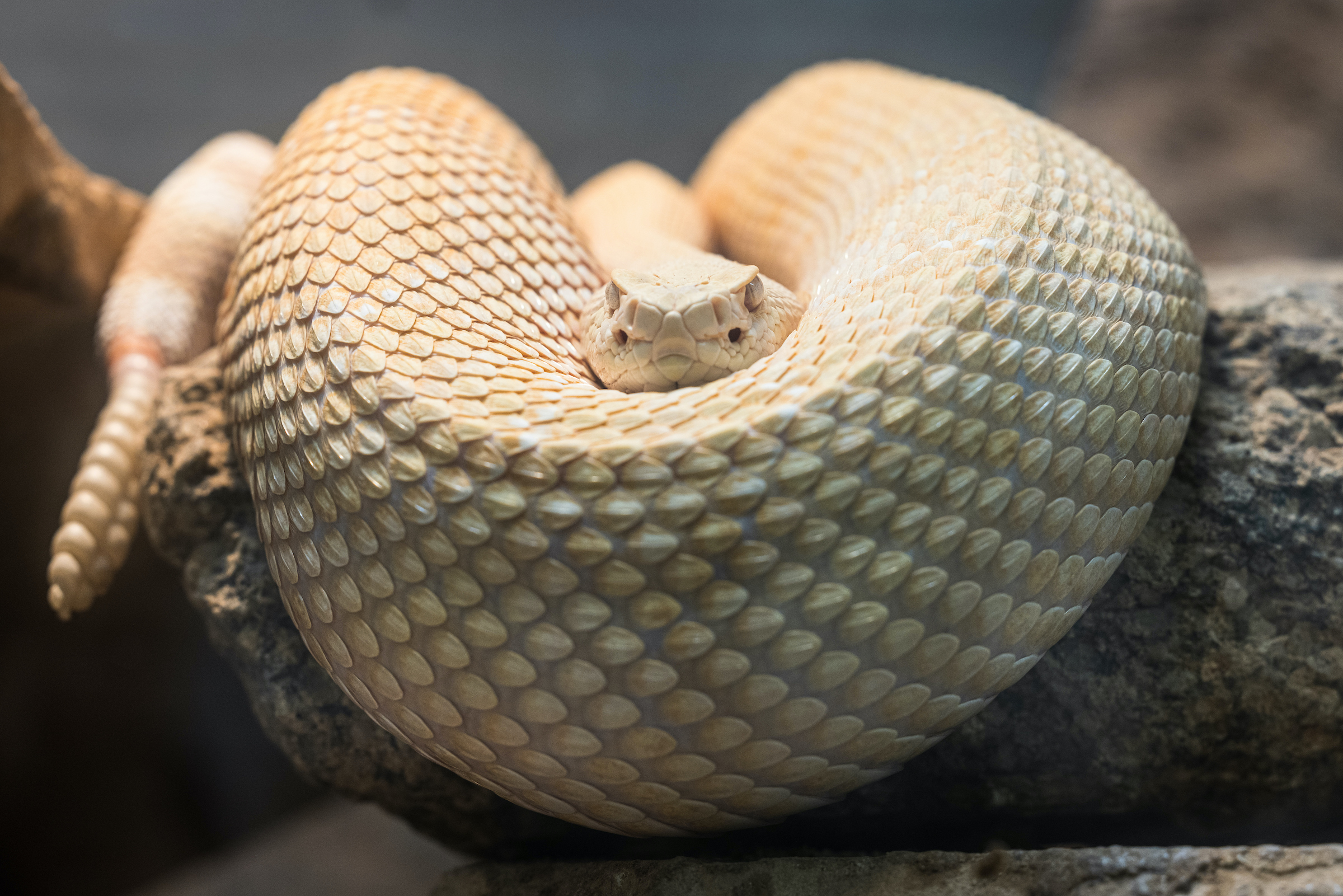 AZ Snake Pit, an Arizona Diamondbacks community