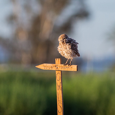 A burrowing owl sits on a perch
