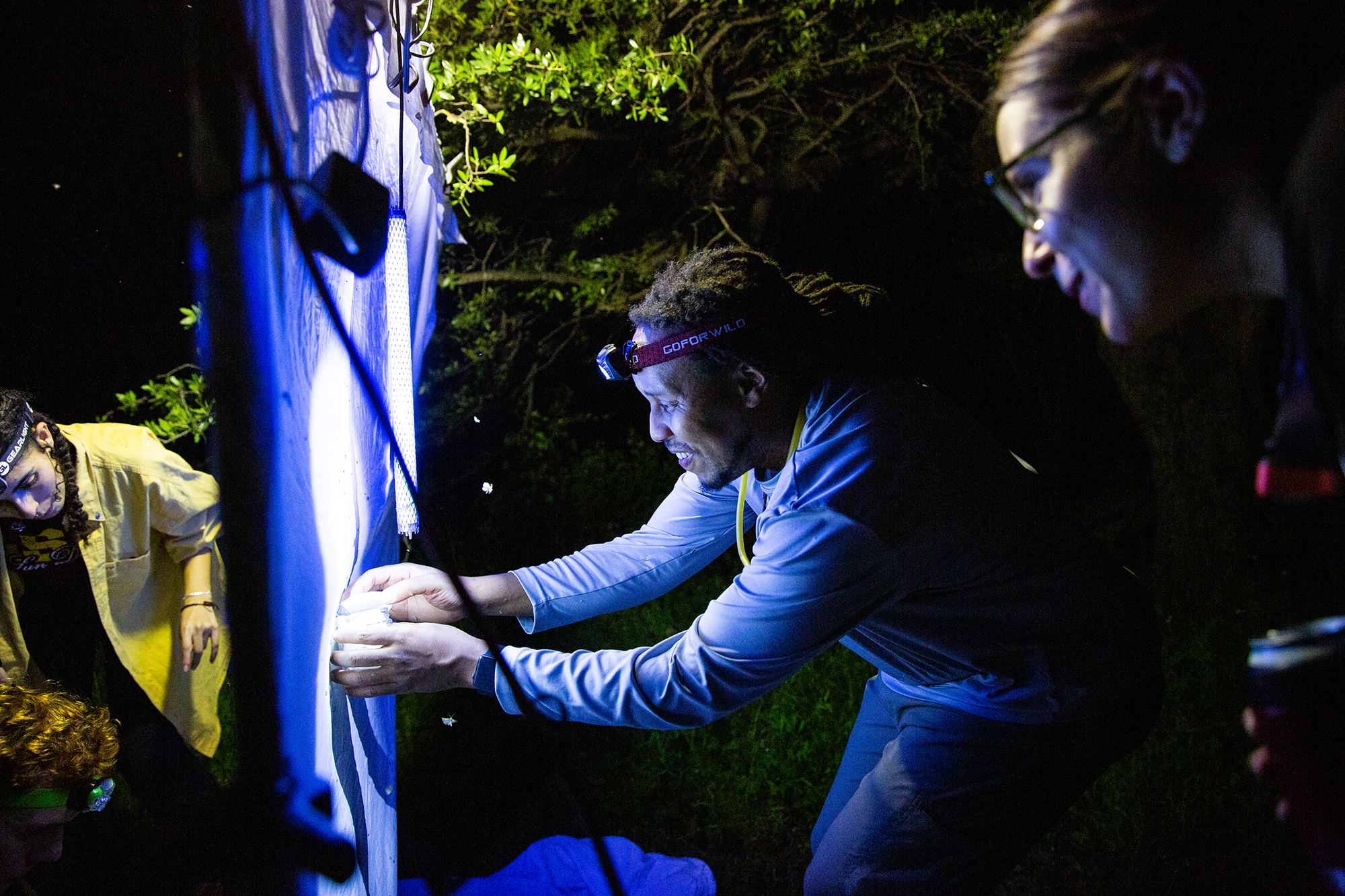 collecting insects at night