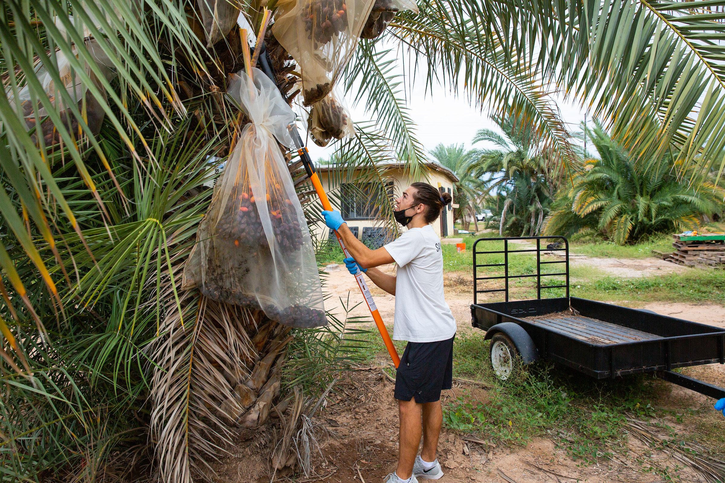 man using tool to remove dates from palm tree