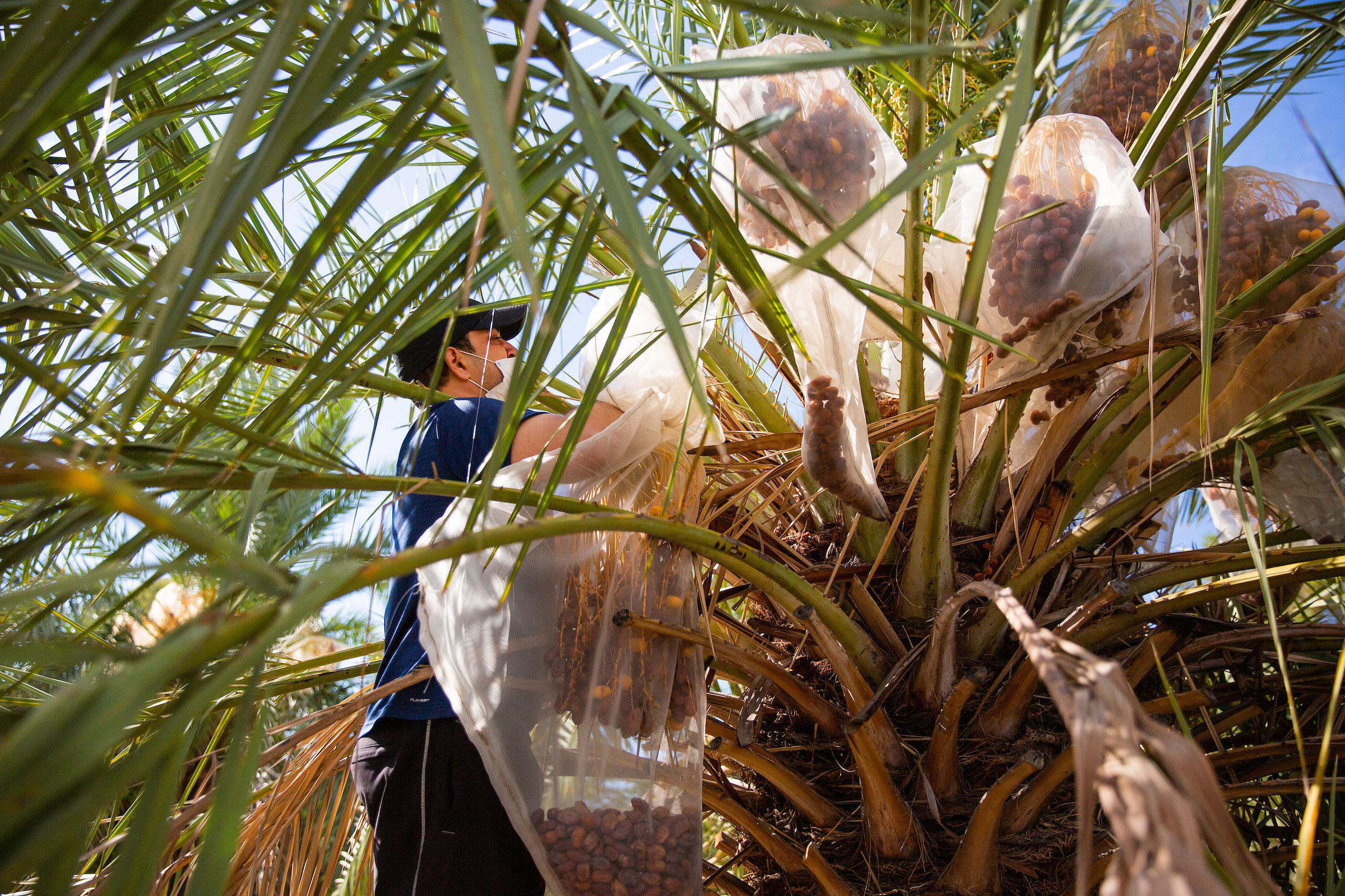 man cutting branch off a palm tree
