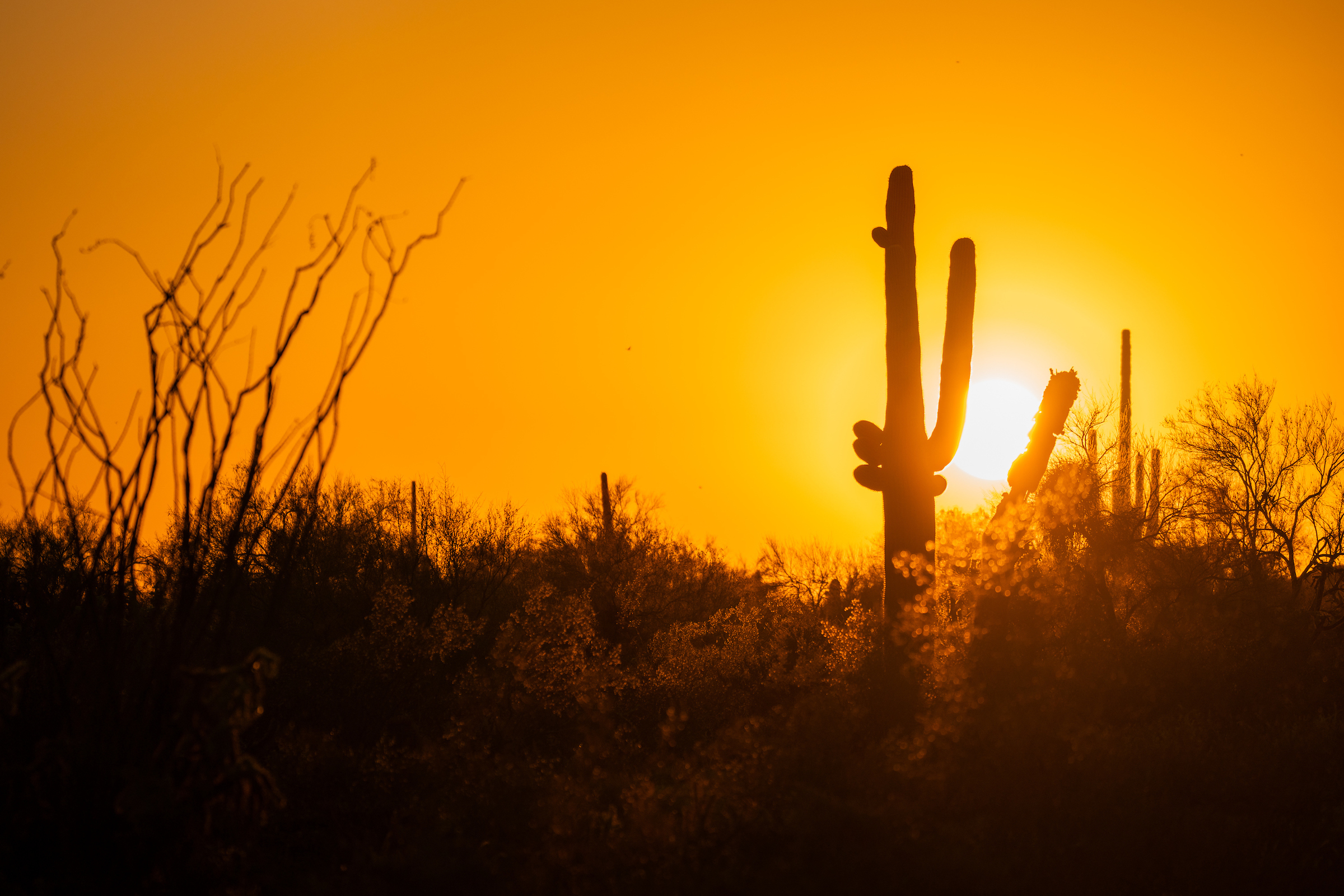 Desert landscape with the sun setting behind a cactus.