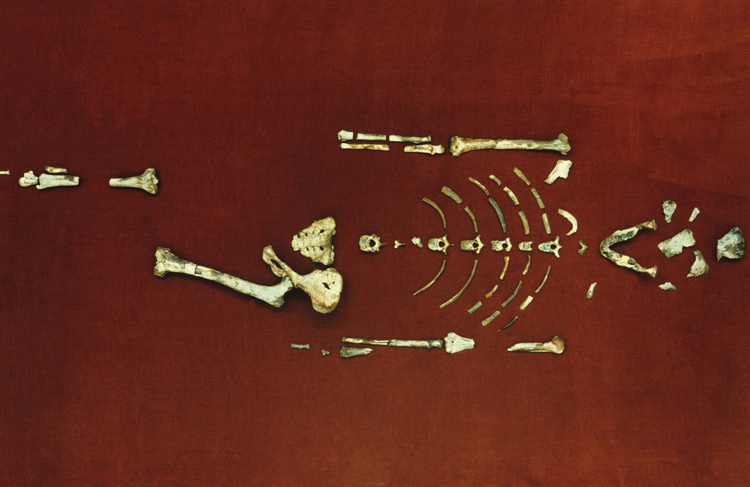 The Lucy skeleton bones on a red background