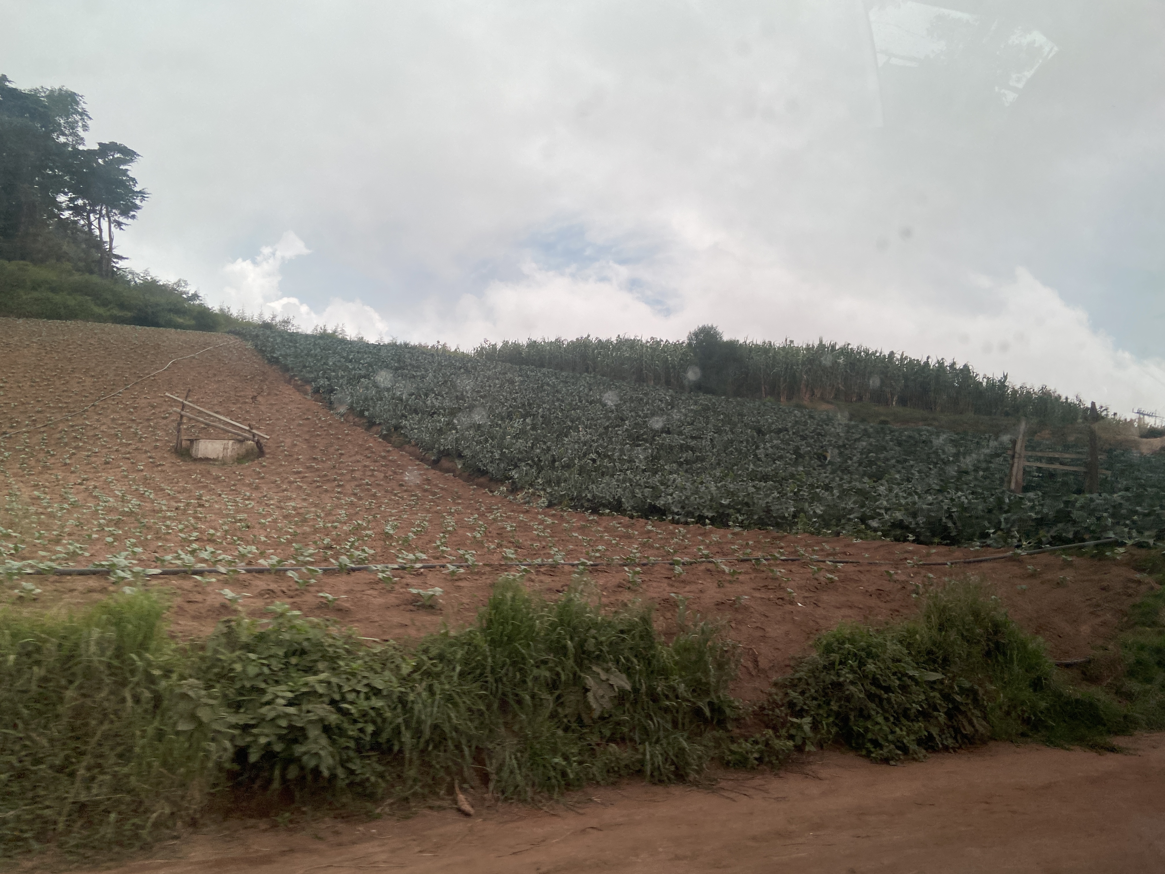 Cornfield in Guatemala
