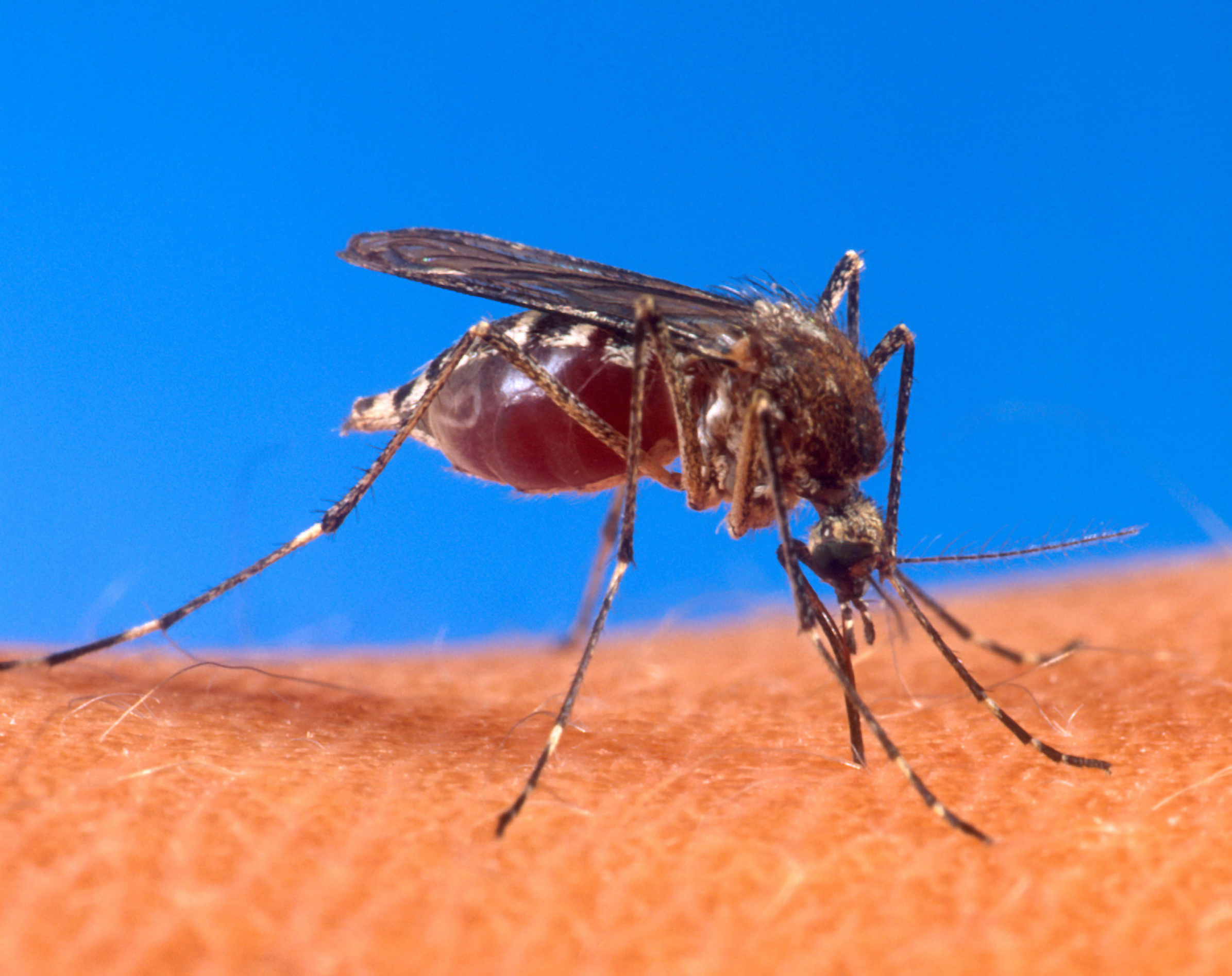A picture of an aedes aegypti mosquito. This species has been responsible for most of the transmission of Zika. 