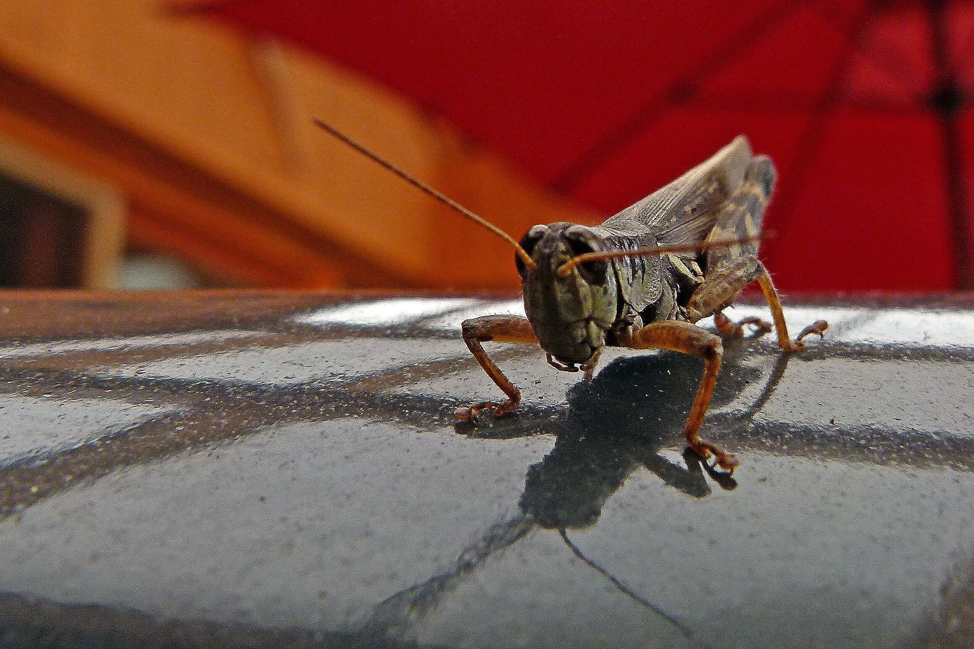 Locusts abroad are ravaging vegetation and crops in record numbers