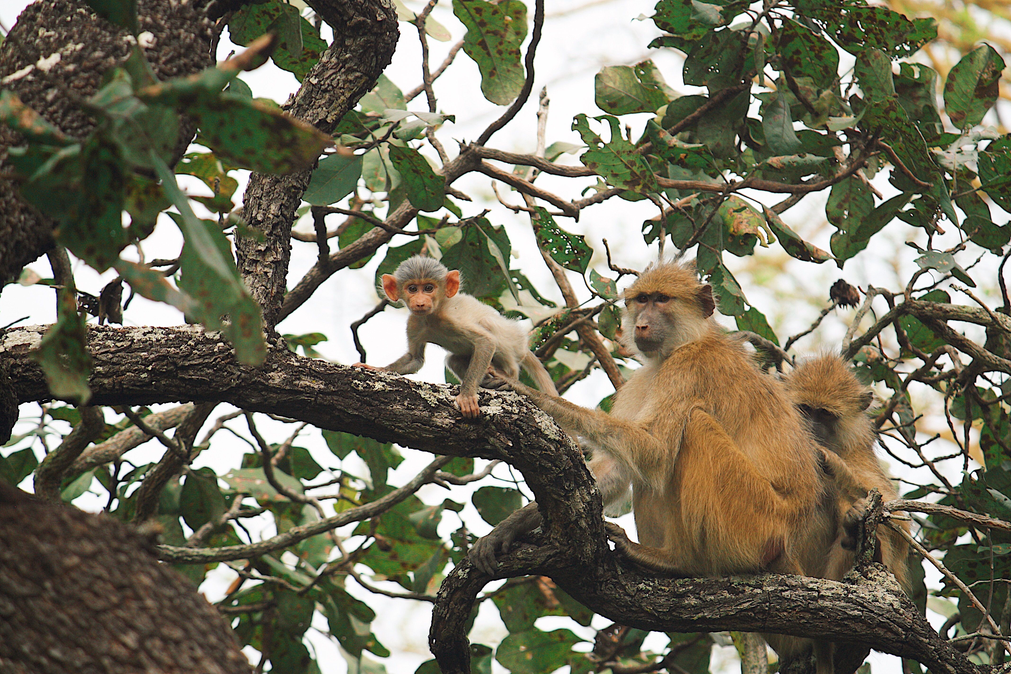 study-baby-kinda-baboons-become-independent-faster-if-moms-are-social