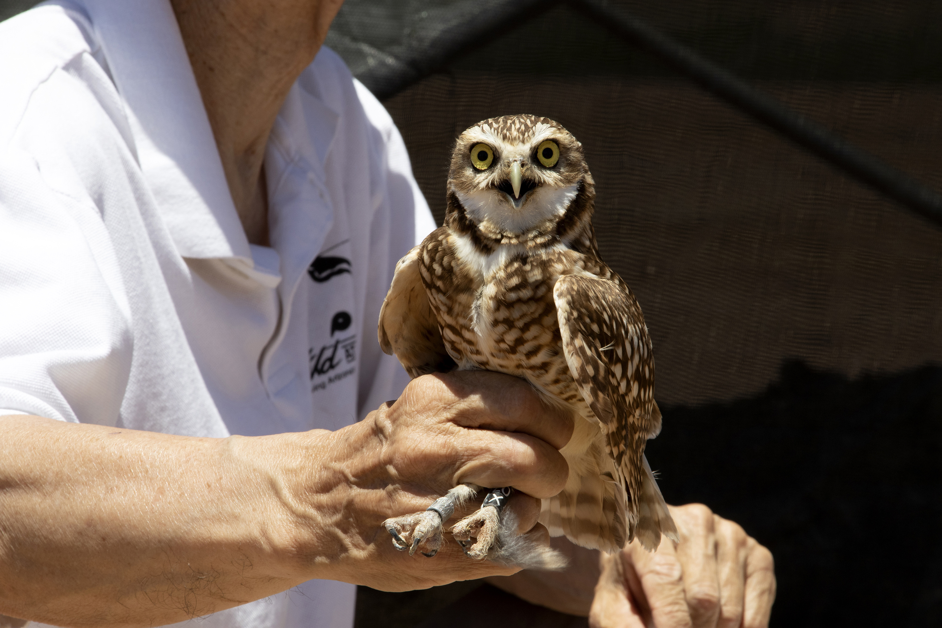 Movein day for burrowing owls at ASU Polytechnic campus ASU News
