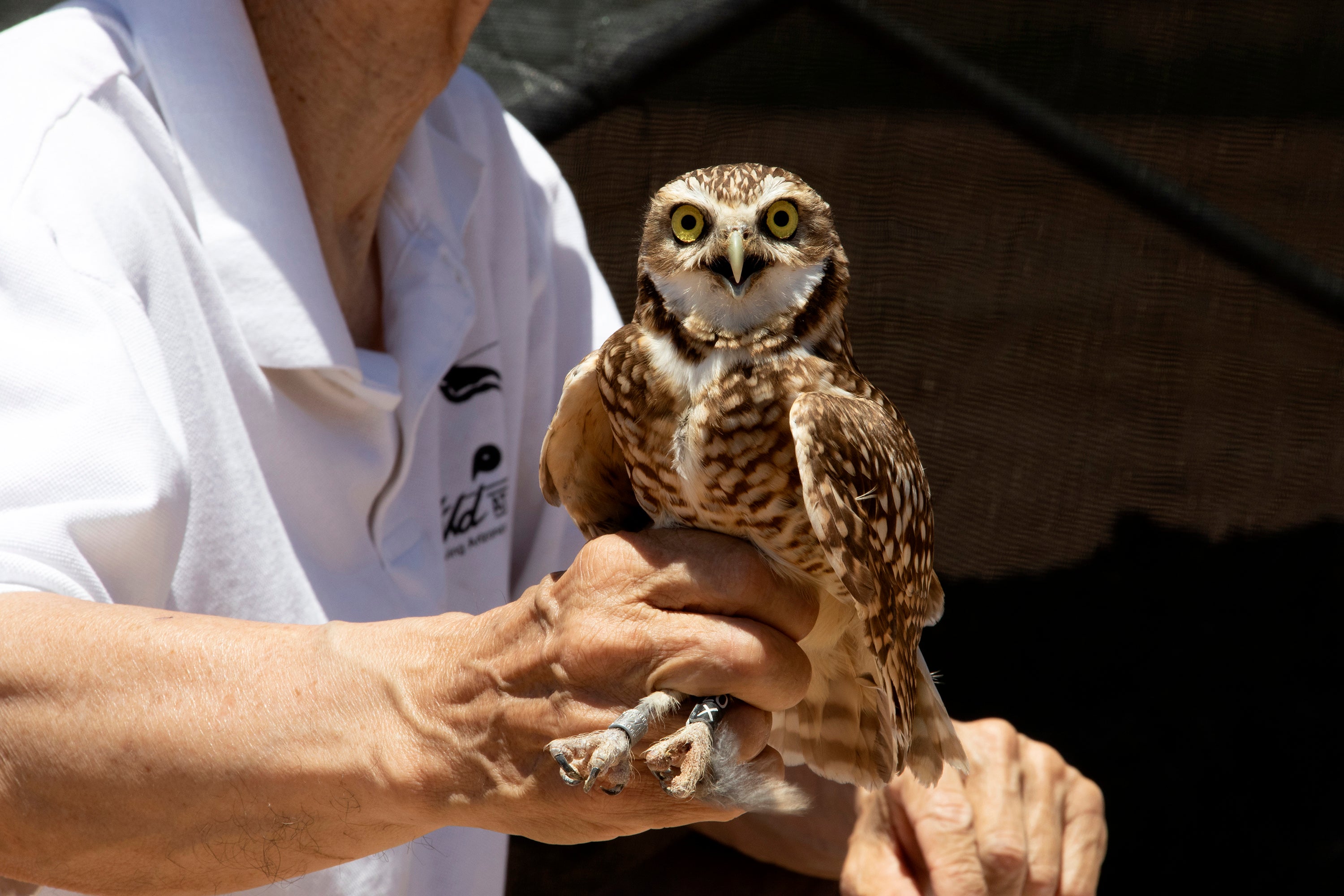 Move in Day For Burrowing Owls At ASU Polytechnic Campus ASU News