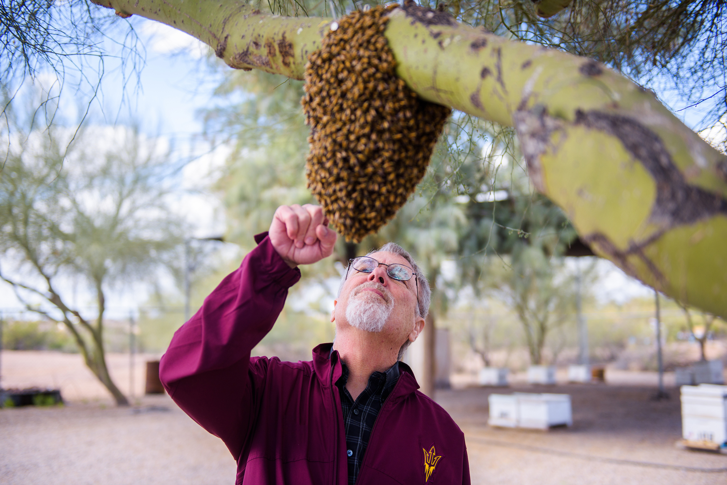 Robert Page and a cluster of bees