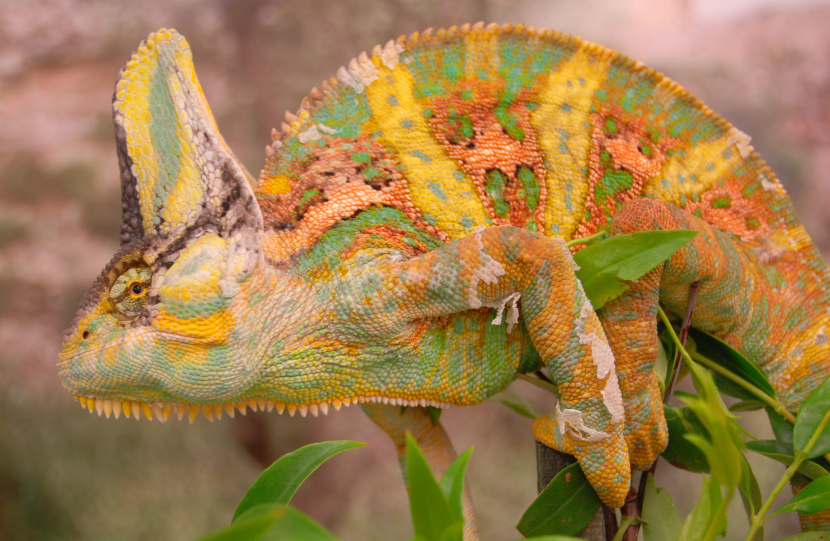 ASU researchers discover chameleons use colorful language to ...