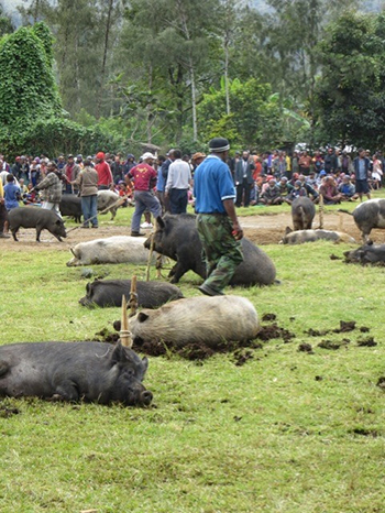 pigs tied to stakes in front of group of people