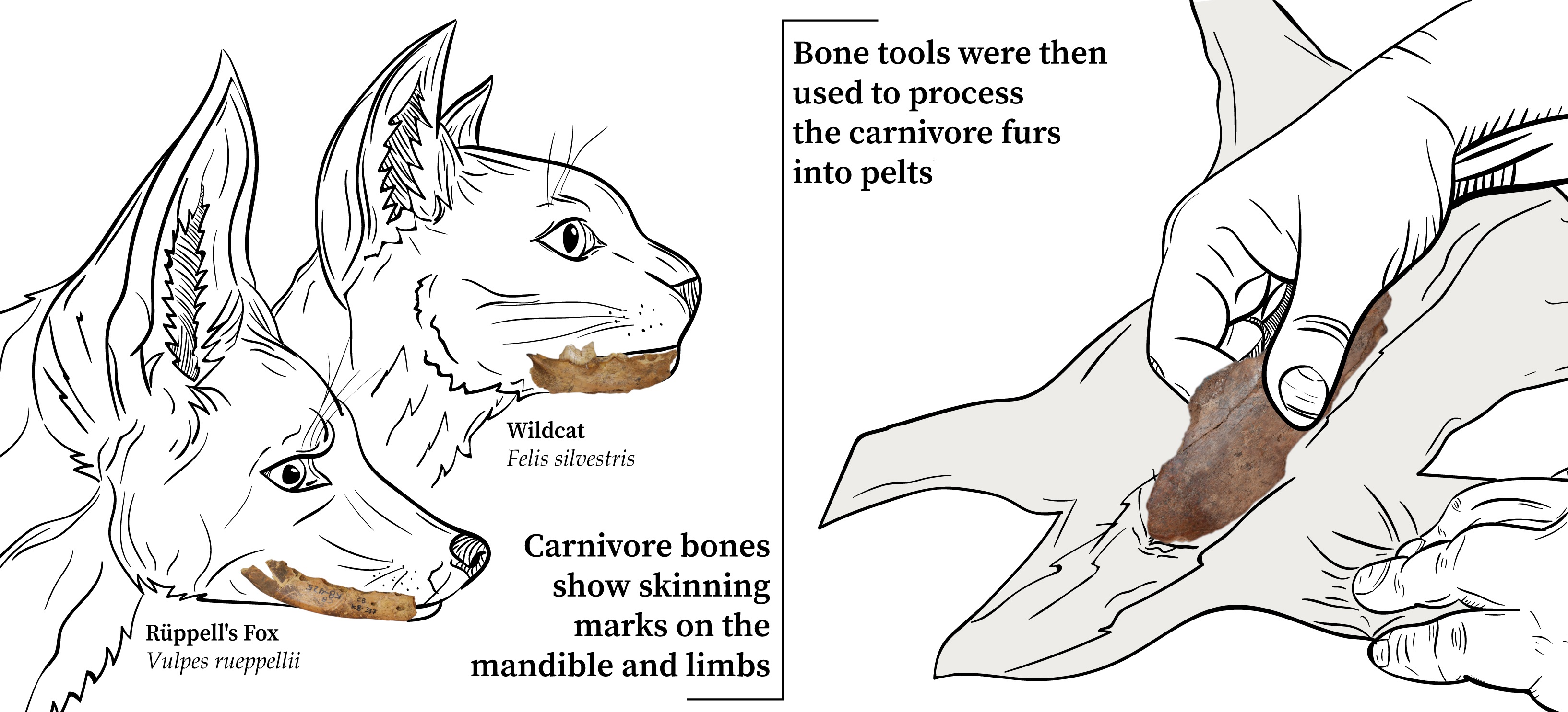 contrabandiers bone example