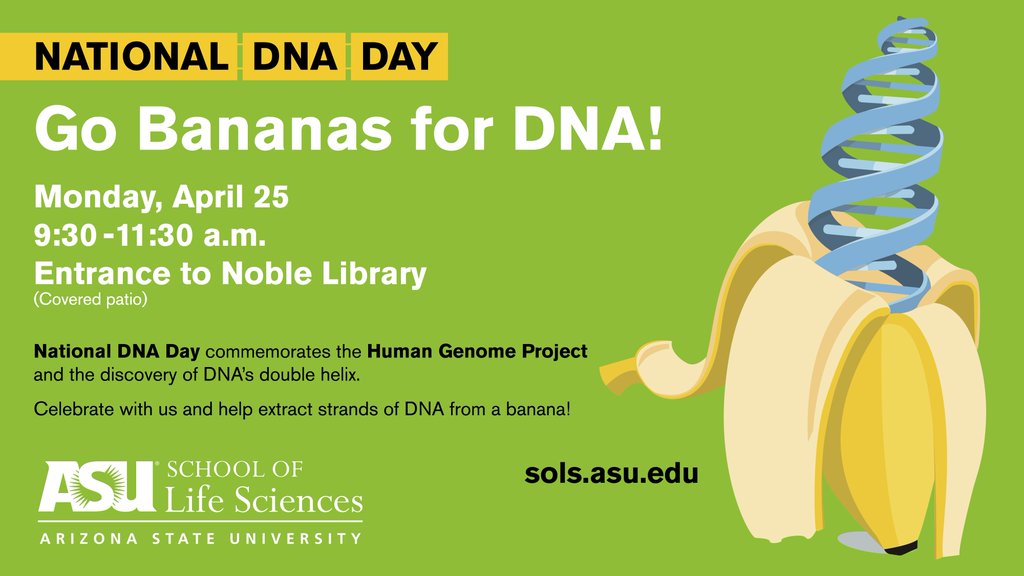 Go Bananas For Dna Asu News