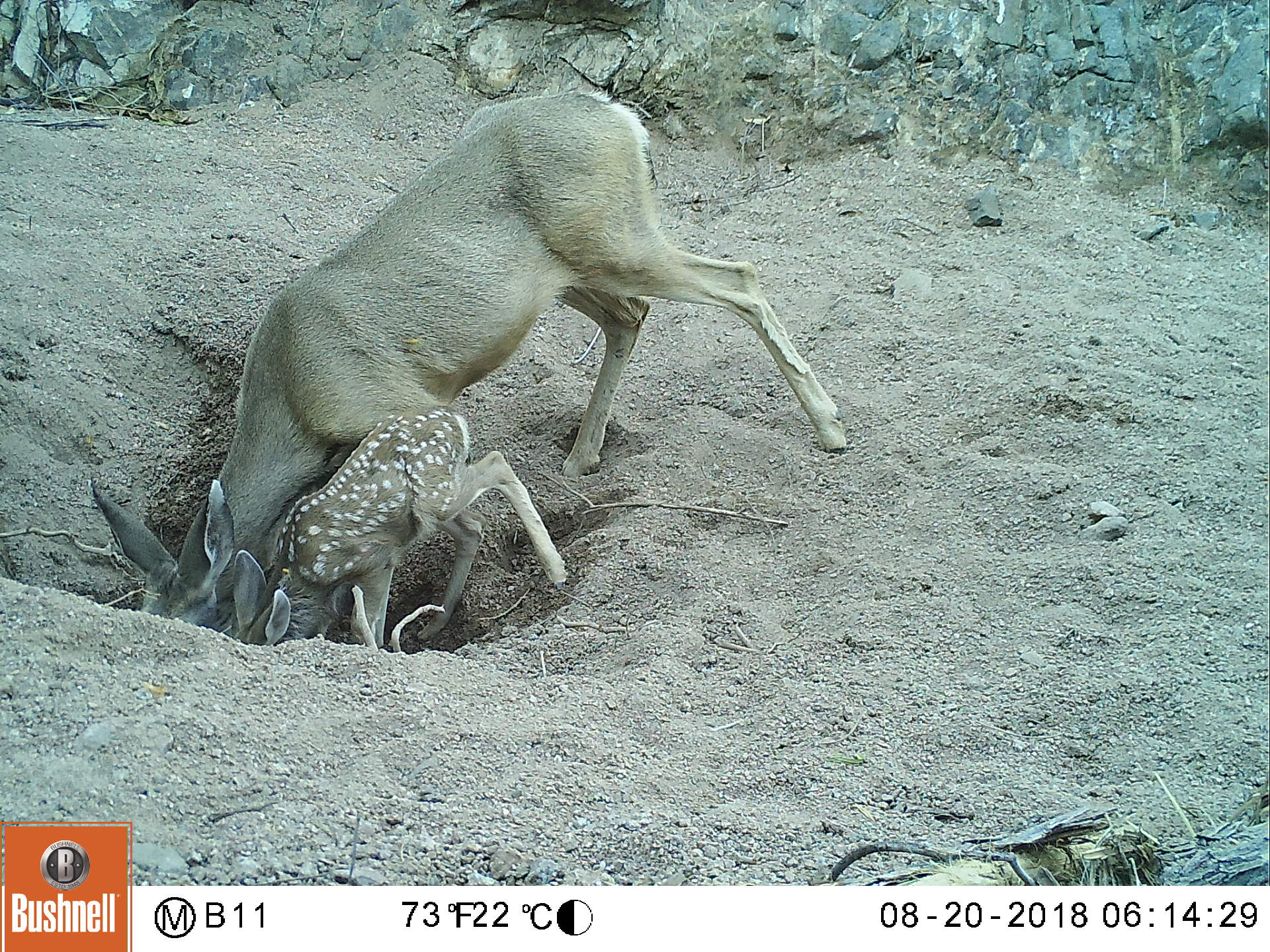 Doe and fawn drinking from desert equine well