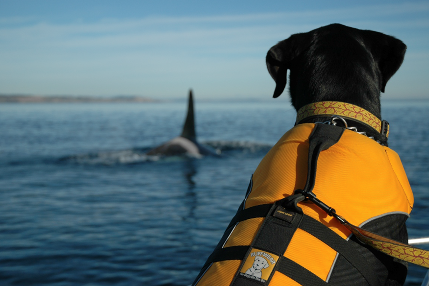 Dog on a boat watching a whale