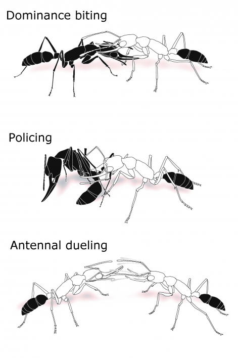 ant interactions
