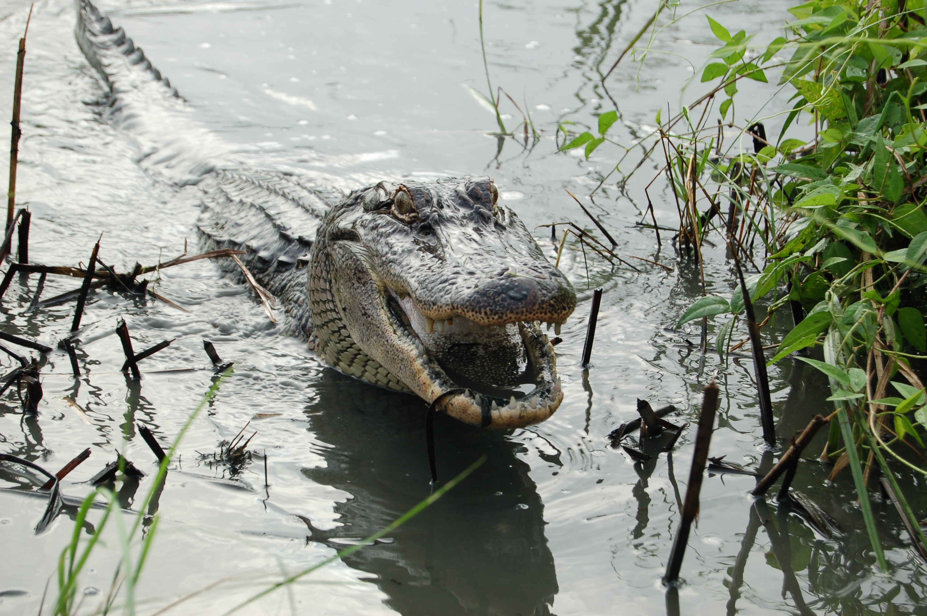 long tailed swamp alligators