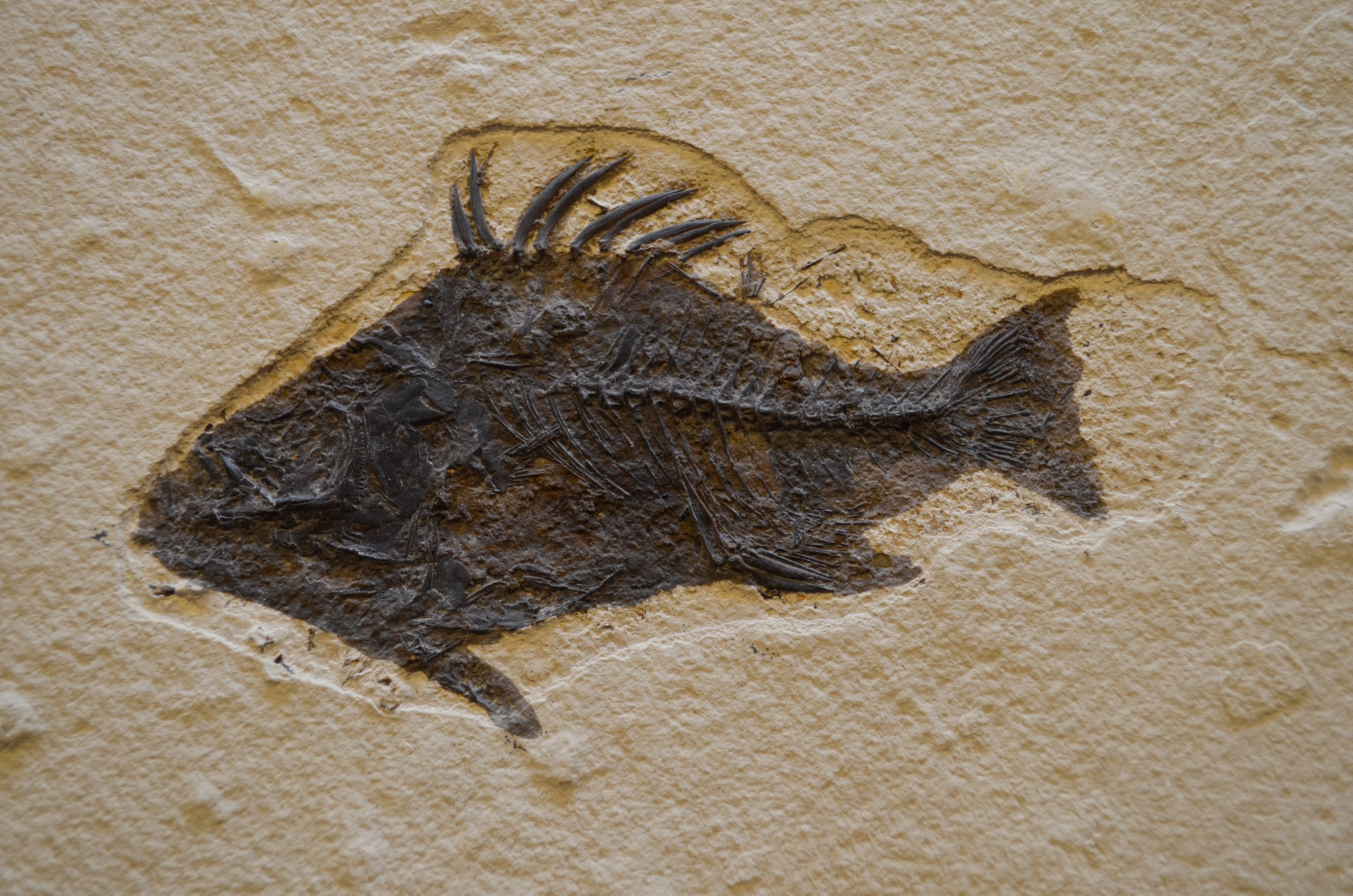 ASU paleobotanist shares love of fossil plants on National Fossil Day | ASU  News