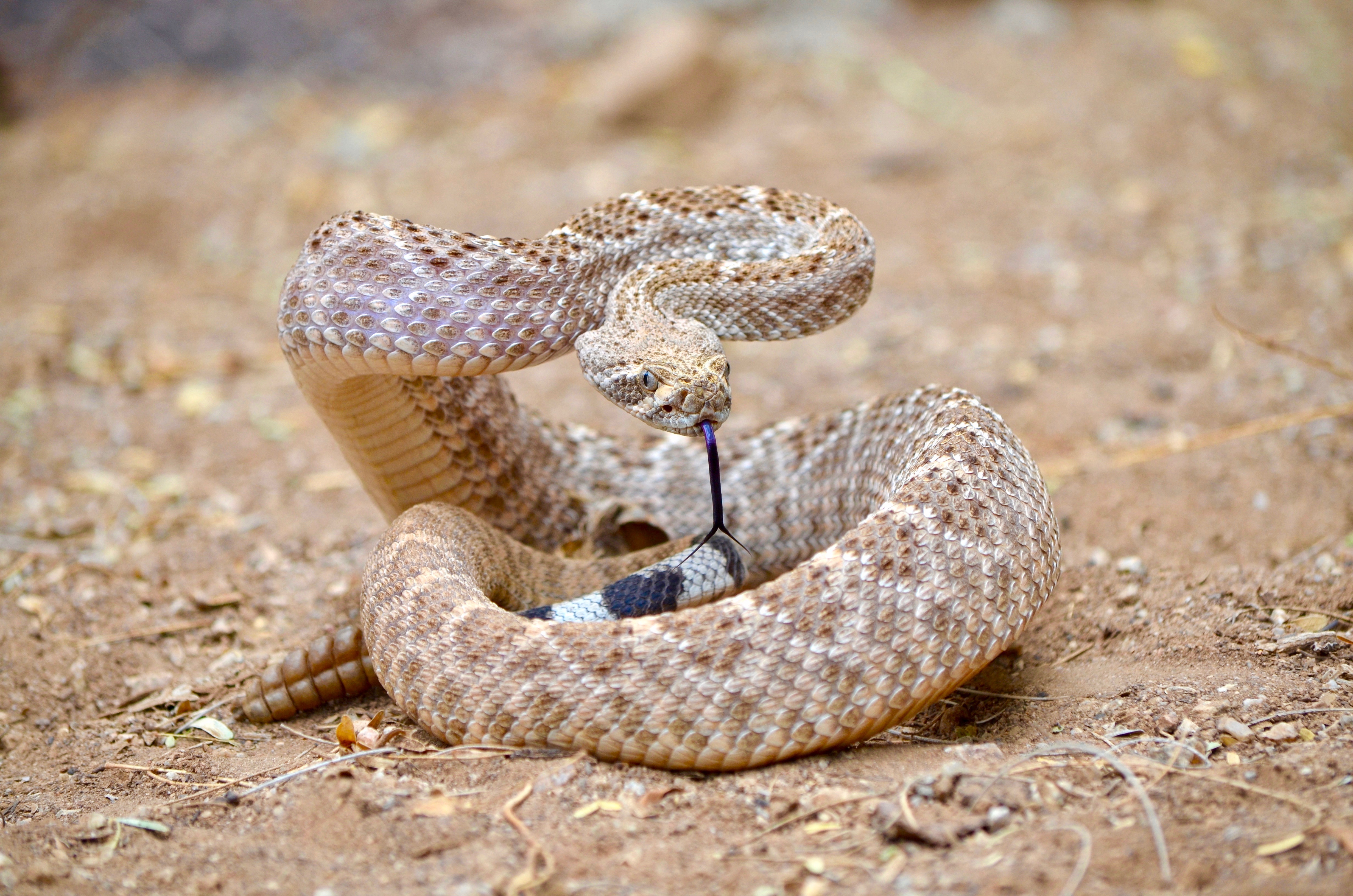 The Strange Snacking Habits Of Snakes! - Wildlife SOS