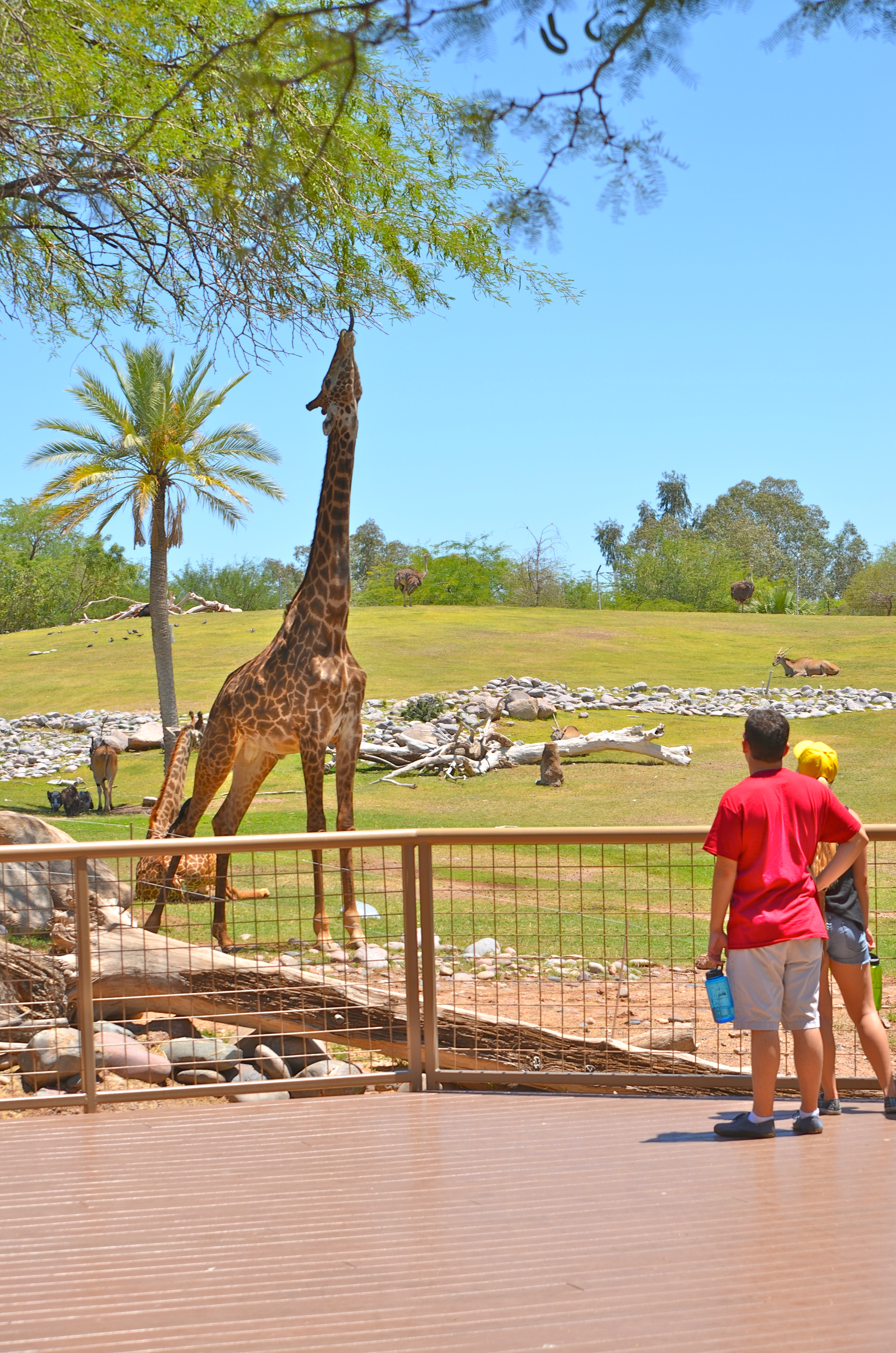Cultivating conservation through ASU-Phoenix Zoo partnership | ASU News