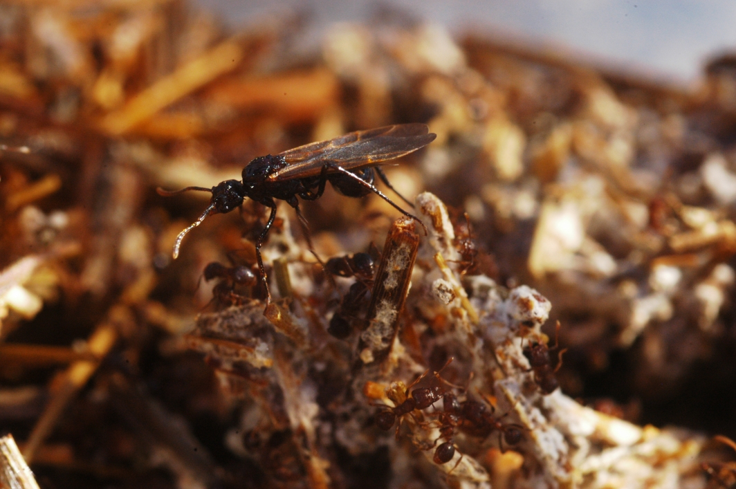 A rare parasitic ant, Pseudoatta argentina in the field