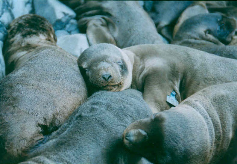 A team of seals