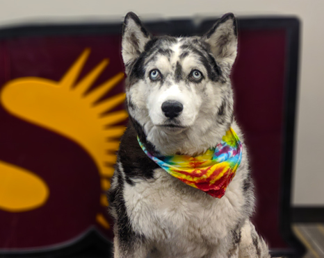 Husky mix posing in front of ASU sign