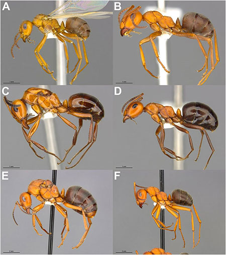 A collage of six photos of ant specimens