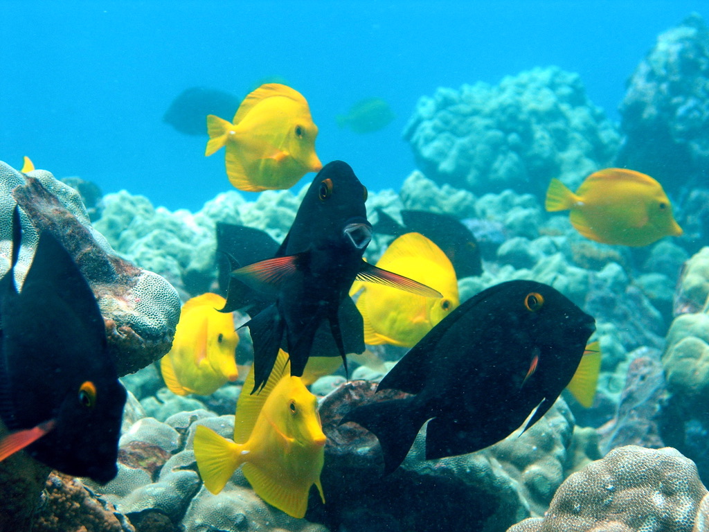 Herbivorous fish are crucial to the resilience of coral reefs