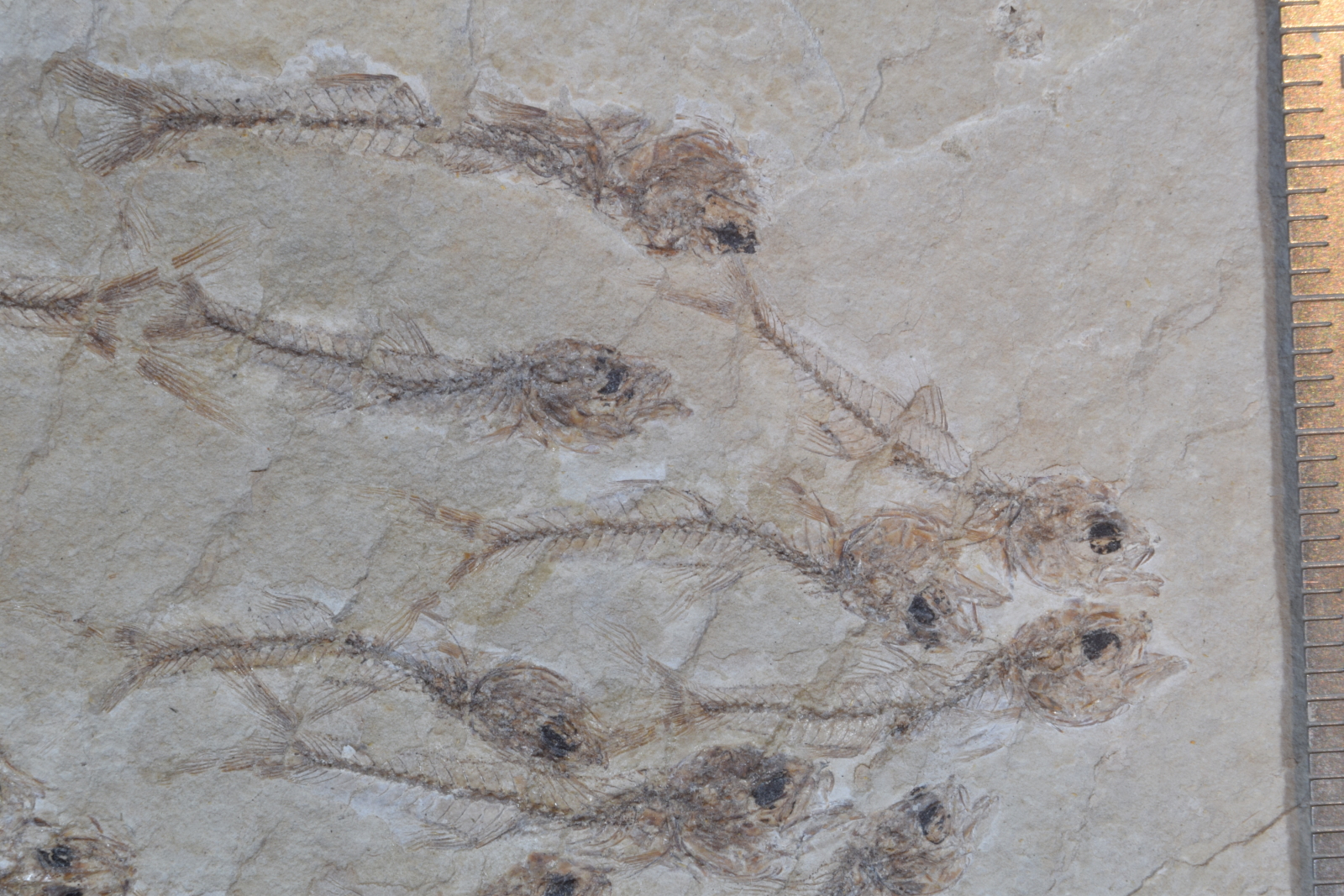 Fossilized fish species published in Proceedings of Royal Society B