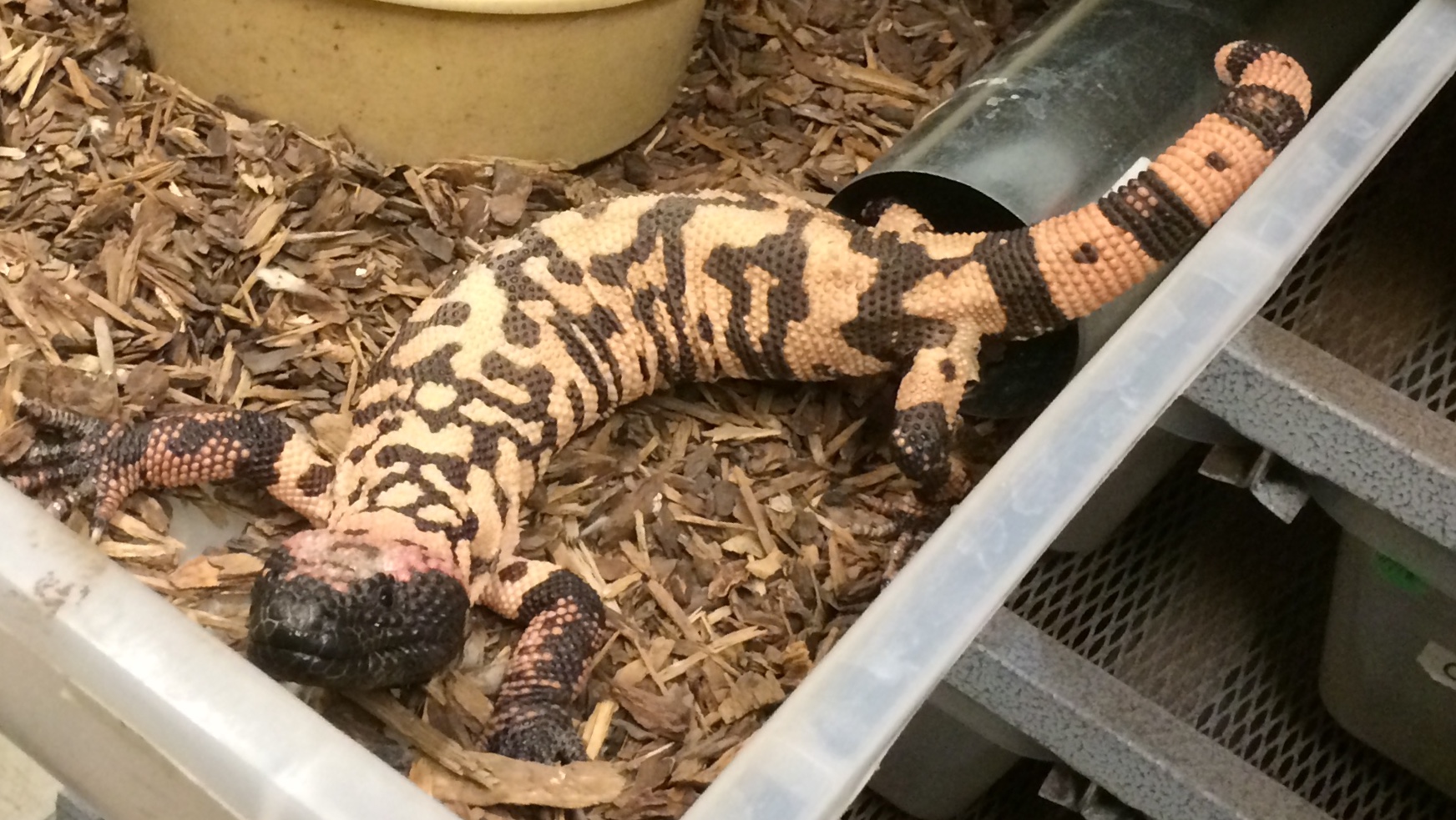 A Gila monster in it's laboratory home