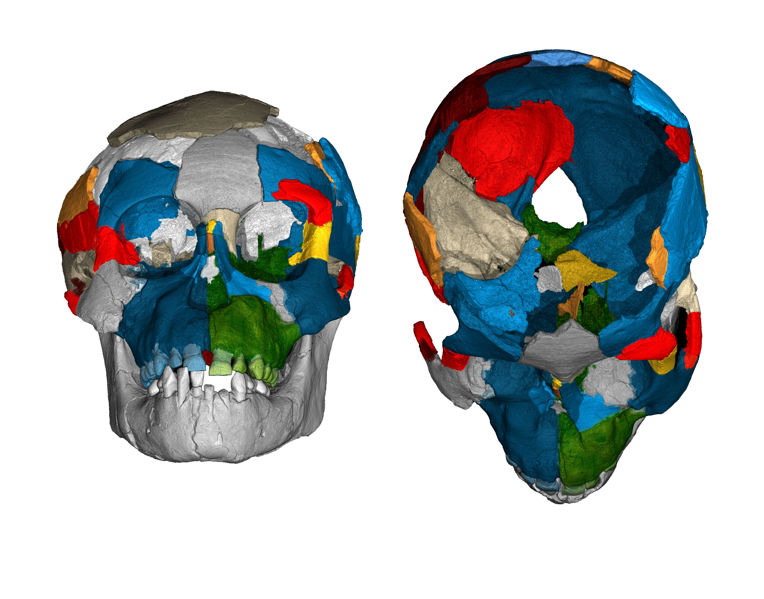 Dikika fossil skull reconstruction