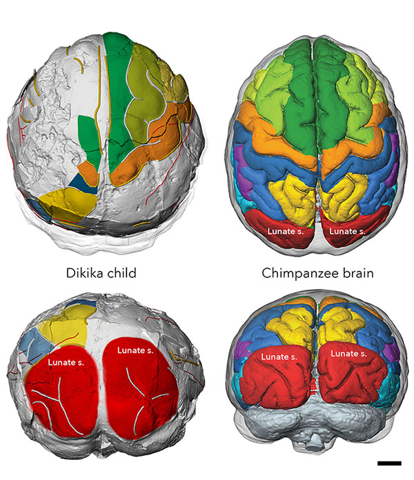 illustrated reconstruction of two brains
