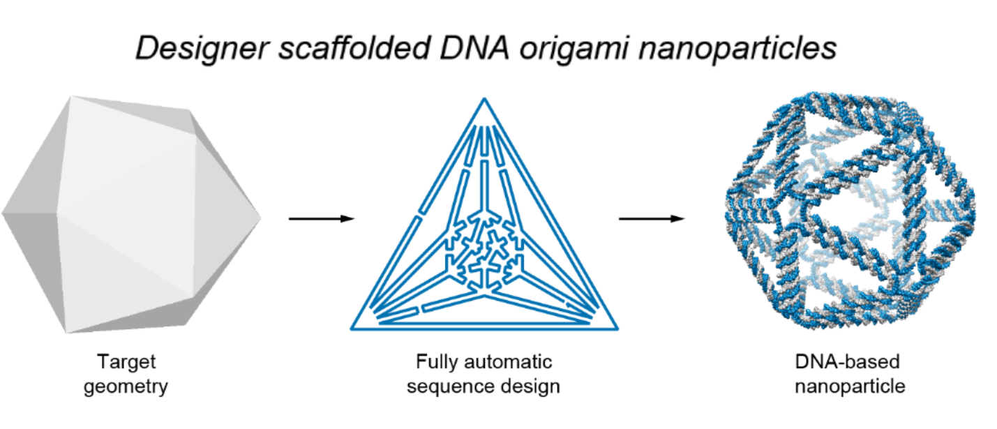 Illustration of the process to design DNA origami nanostructures.