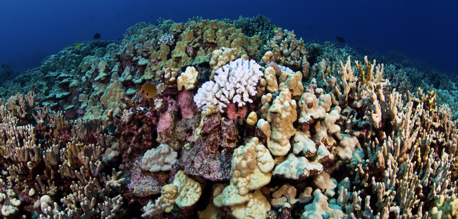 Vallen Meetbaar bijtend Scientists map living corals for first time before, after marine heat wave  | ASU News