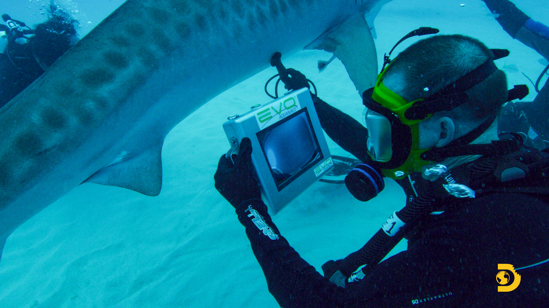 man underwater scanning a pregnant shark