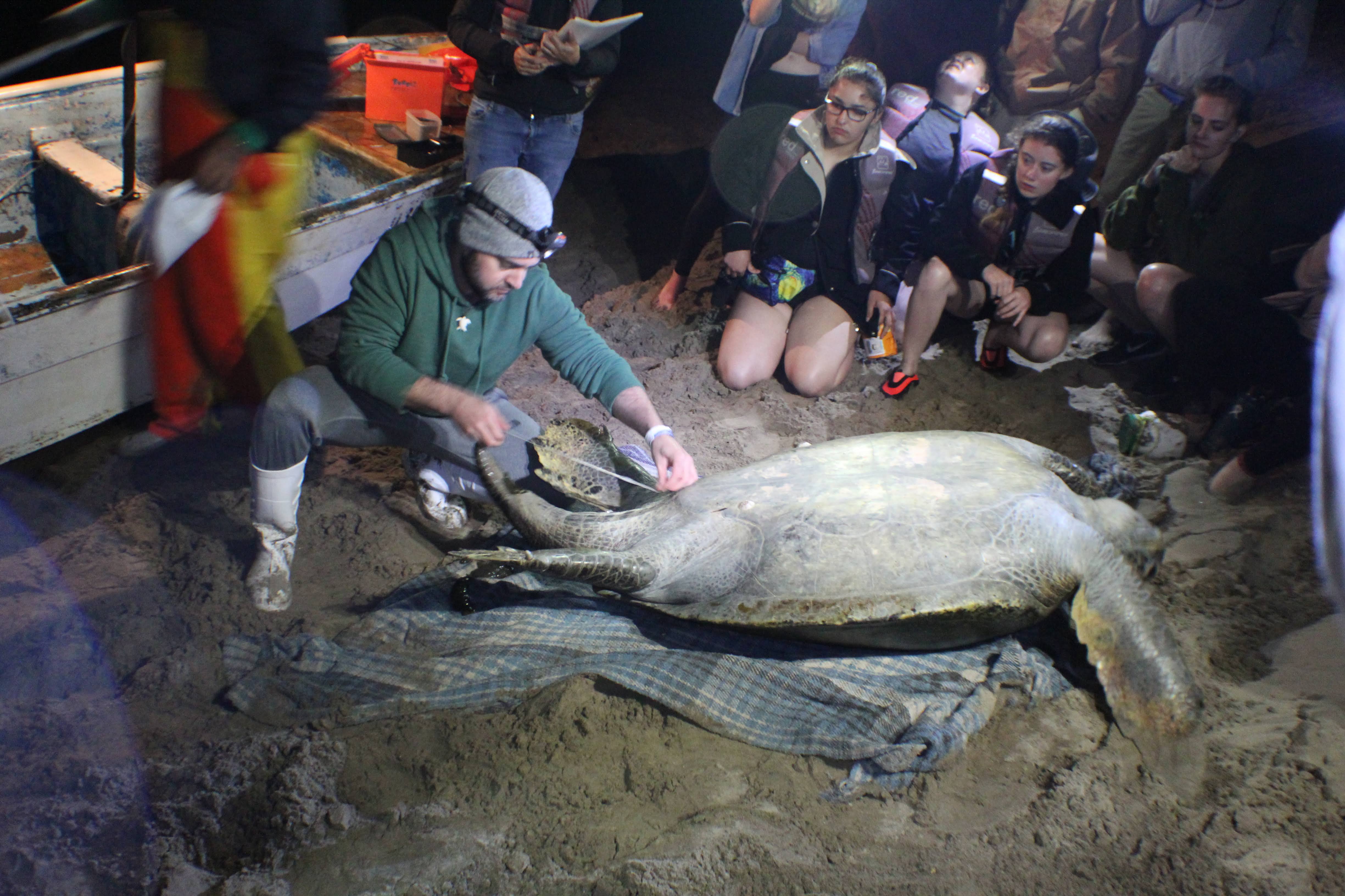 ASU professor Jesse Senko measures sea turtle in Mexico